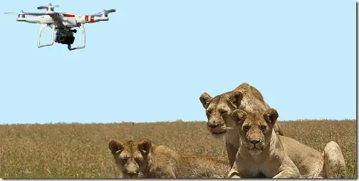 Drones and wildlife