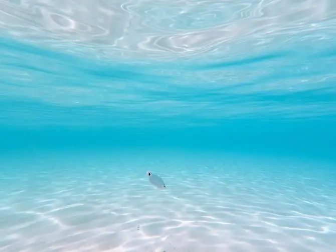 underwater photograph of fish